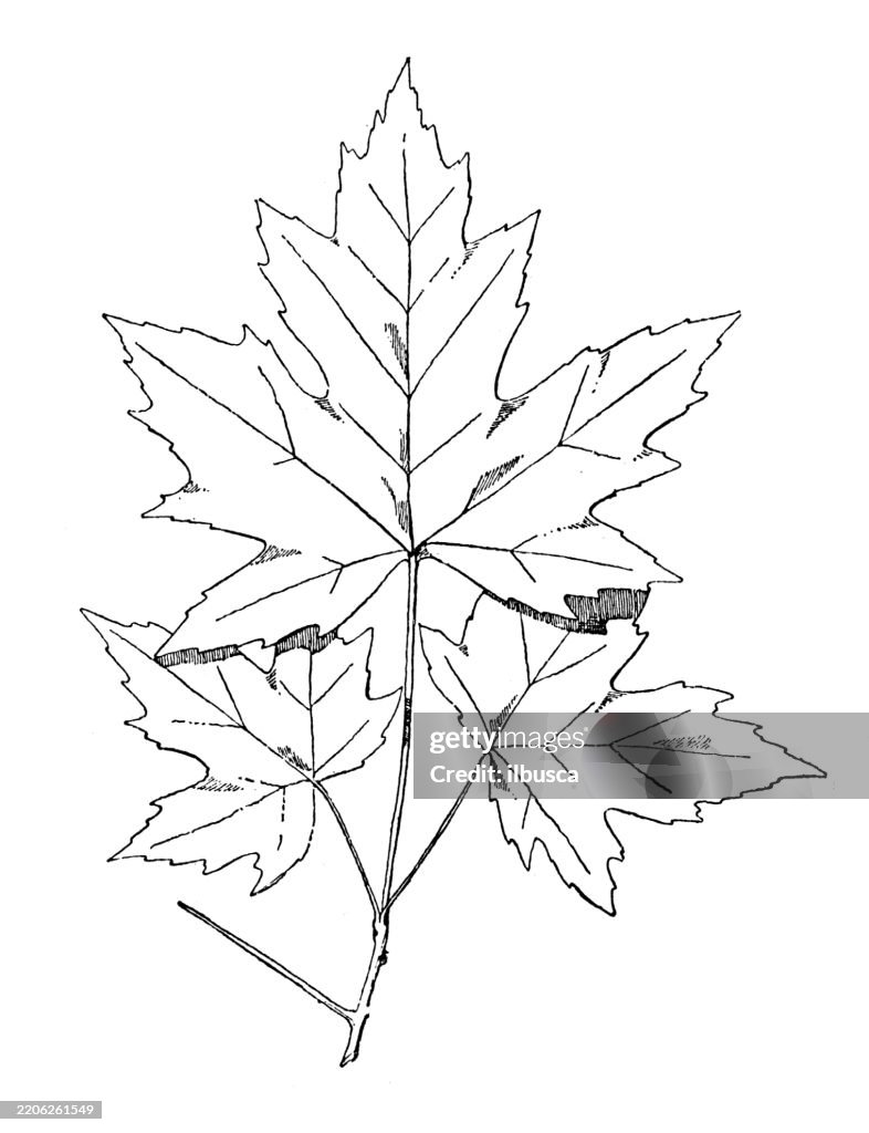 Sugar Maple Leaf - Nature and Plants Ornament, Decoration, Design Element
