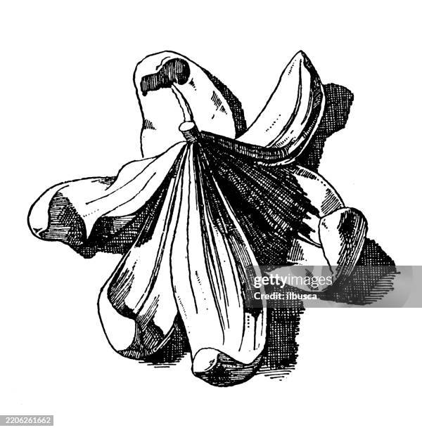 white lily flower - nature and plants ornament, decoration, design element - white lily illustration stock illustrations