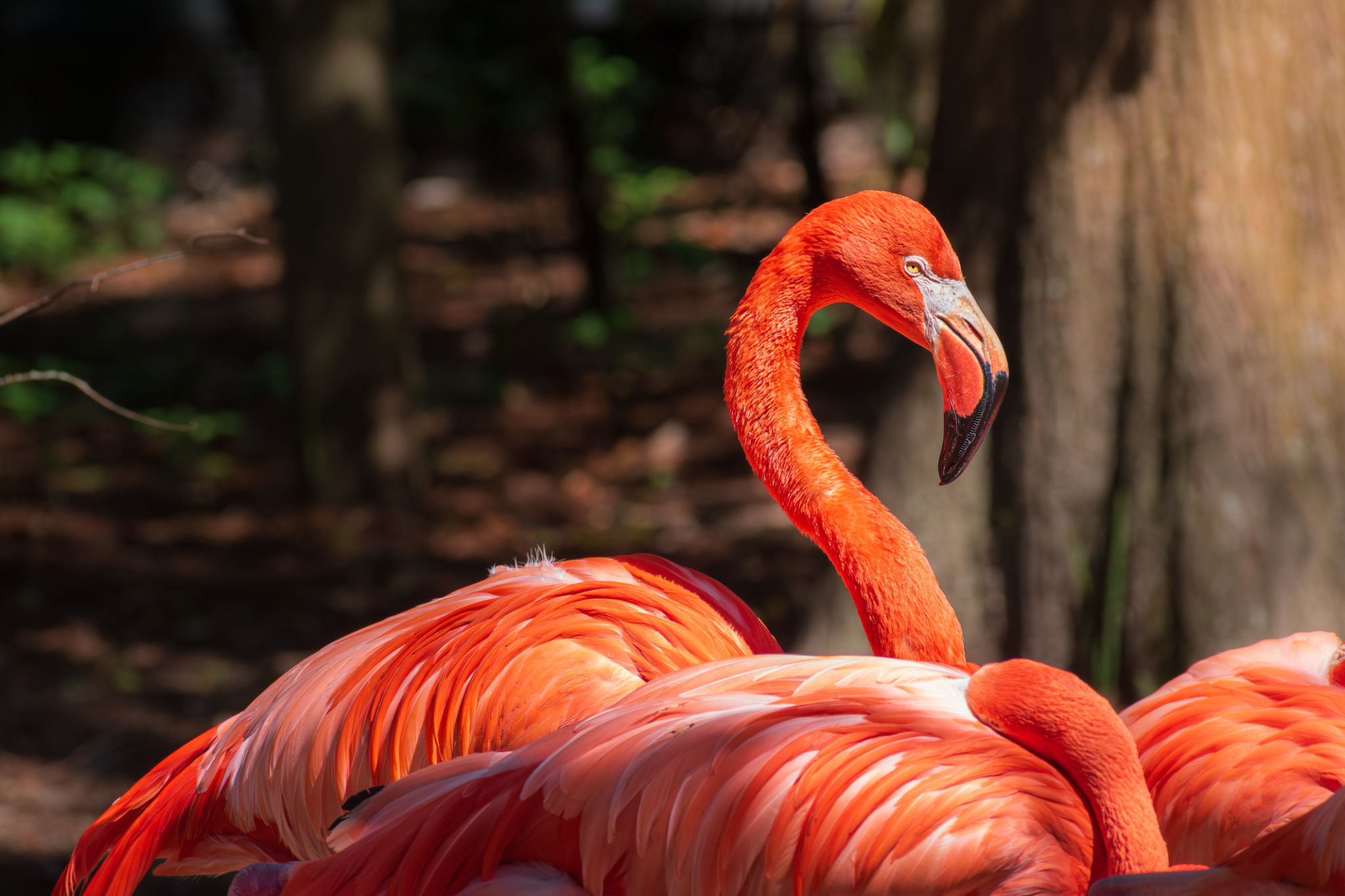 florida wildlife conservation