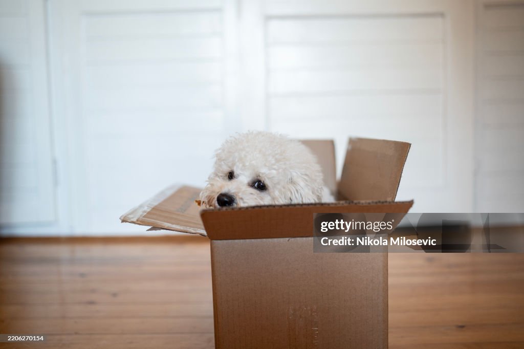 Dog In Box Cute White Dog Resting In An Opened Cardboard Box Inside A Home High ...