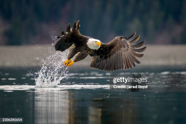bald eagle lifting off from the water with a herring in its talons - flapping wings stock pictures, royalty-free photos & images