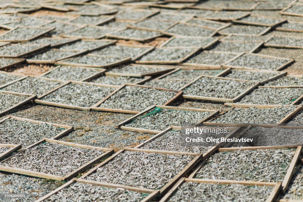 Anchovies drying outside in wooden racks. Fishing industry in Vietnam.