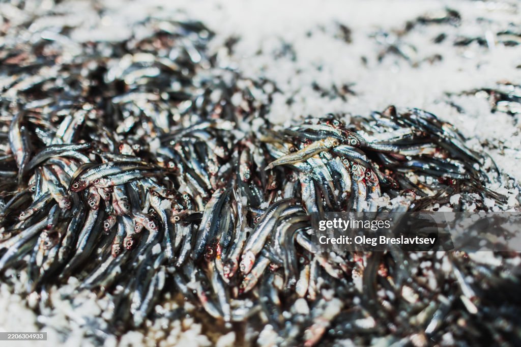 Fish marinating in salt and spices before drying