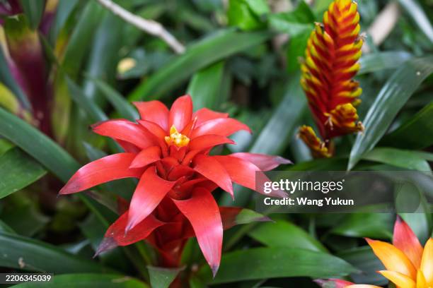 billbergia pyramidalis - bromeliad houseplant stock pictures, royalty-free photos & images
