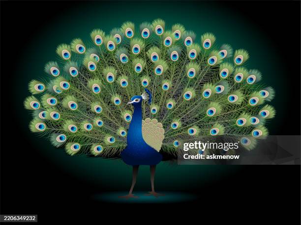 bildbanksillustrationer, clip art samt tecknat material och ikoner med peacock - påfågel