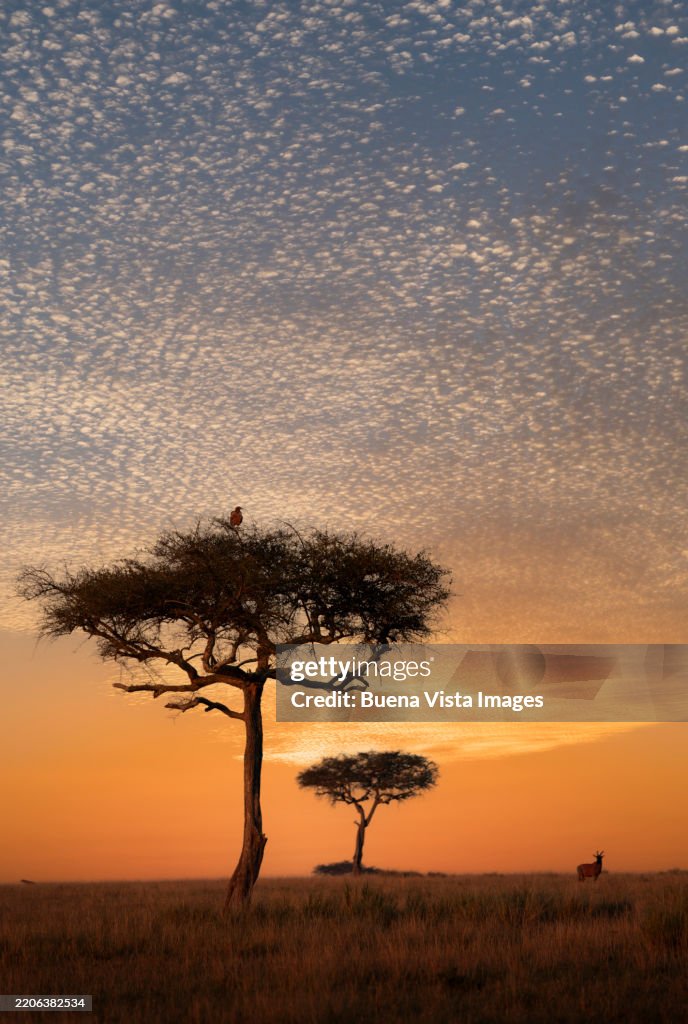 Kenya Sunset Over Acacia Tree In Masai Mara National Reserve High-Res ...