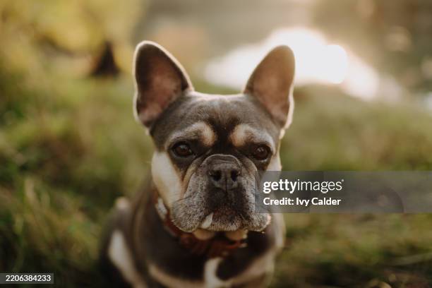 french bulldog sitting by a lake at sunset - buldogue francês imagens e fotografias de stock