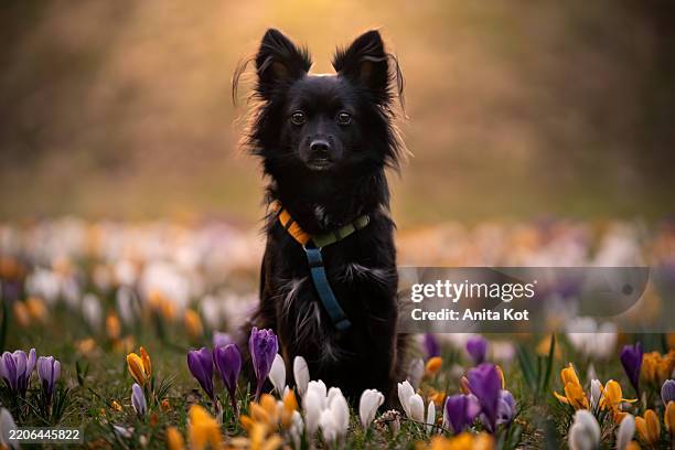 a small black dog in crocuses - perro faldero fotografías e imágenes de stock