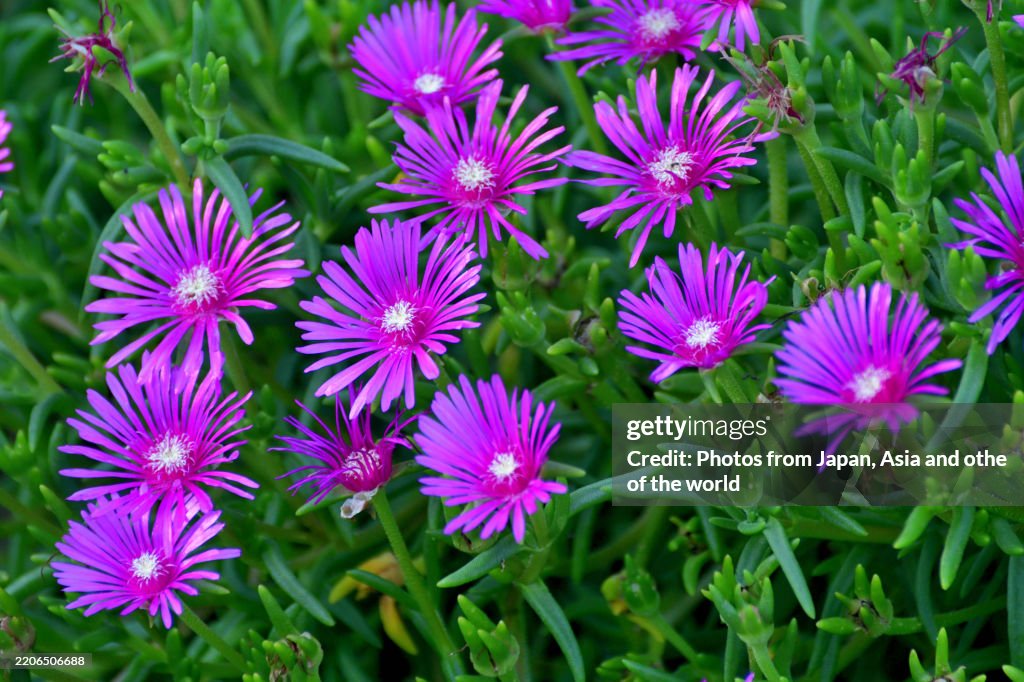 Dianthus / Fringed Purple, Red and Pink Flowers: Popular Cottage Garden Flower