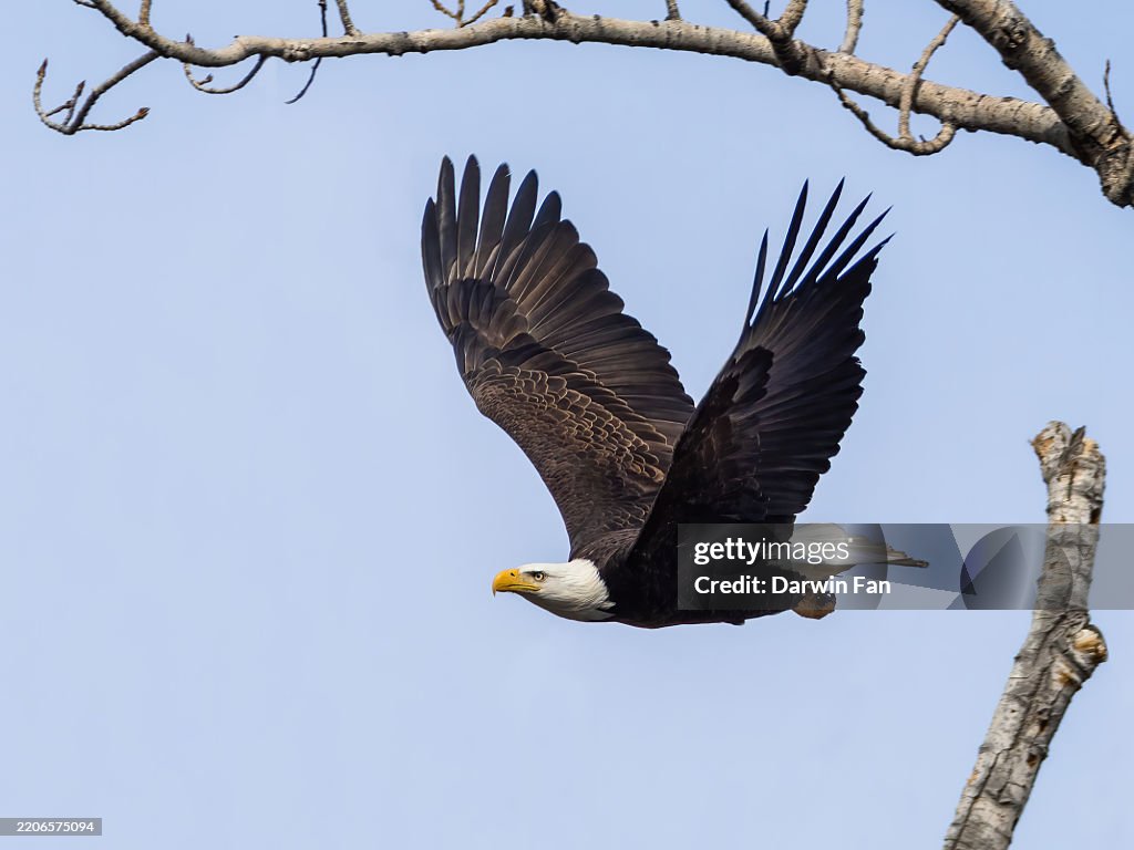 Bald Eagle In Flight