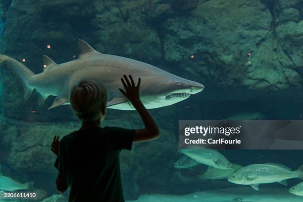 a boy visiting the aquarium and watch a ragged-tooth sharks swimming past him. - aquarium stockfoto's en -beelden