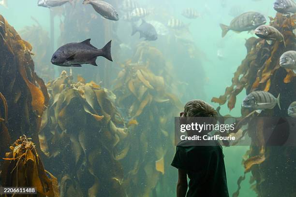 a boy visiting the aquarium and watch a school of fish swimming past him. - aquarium stock pictures, royalty-free photos & images
