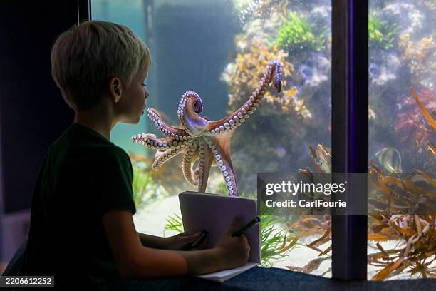 a boy visiting the aquarium and watches a octopus in a fish tenk. - ongewerveld dier stockfoto's en -beelden