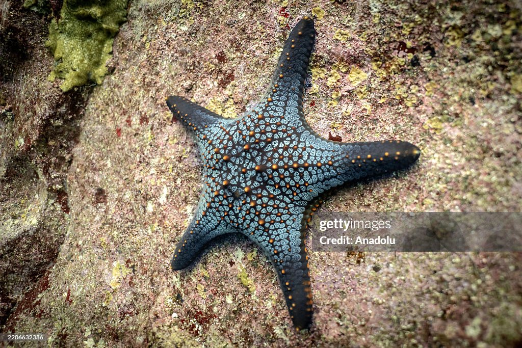 Galapagos: Living Laboratory for plant, animal and marine research