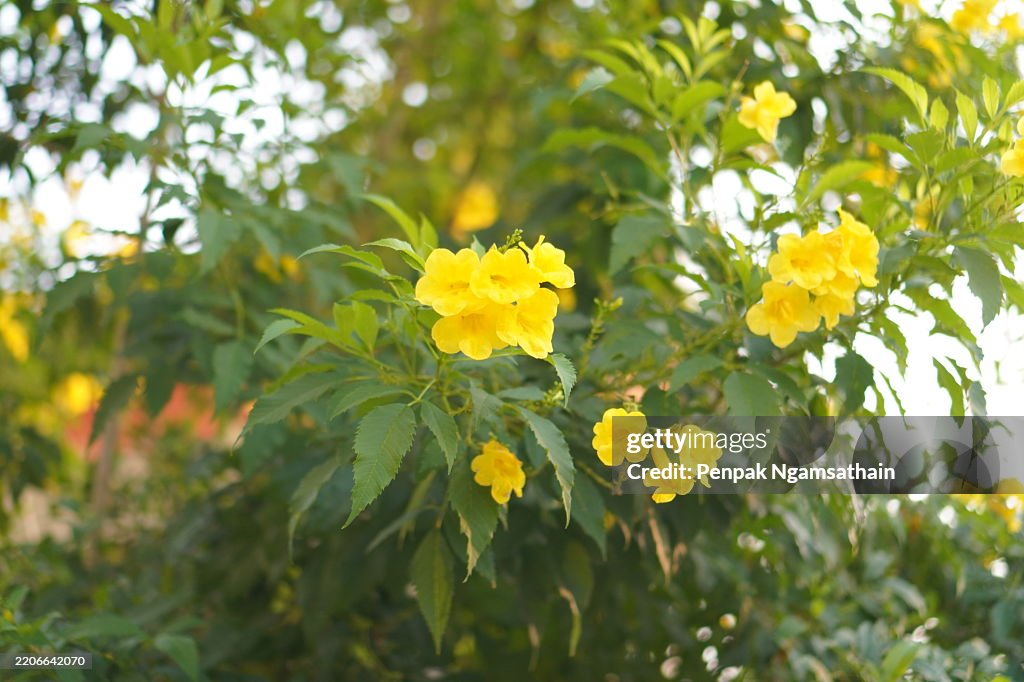 Yellow Elder, Magnoliophyta, Angiospermae of name Gold Yellow color trumpet flower, ellow elder, Trumpetbush, Tecoma stans blurred of background beautiful in nature Flowering into a bouquet of flowers at the end of the branches, very blossoming, the petal
