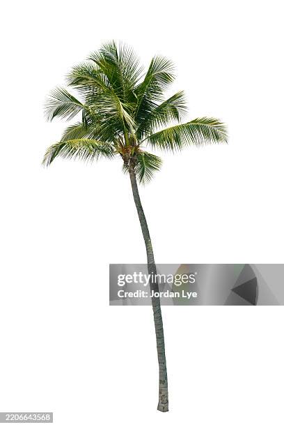coconut palm tree isolated on white background - foglia di palma foto e immagini stock