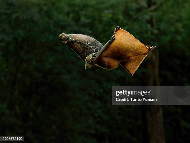 sunda flying lemur, colugo - a-colugo stock pictures, royalty-free photos & images