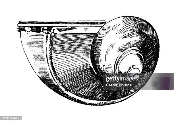 snail shell - animals and mythology ornament, decoration, design element - helix stock illustrations