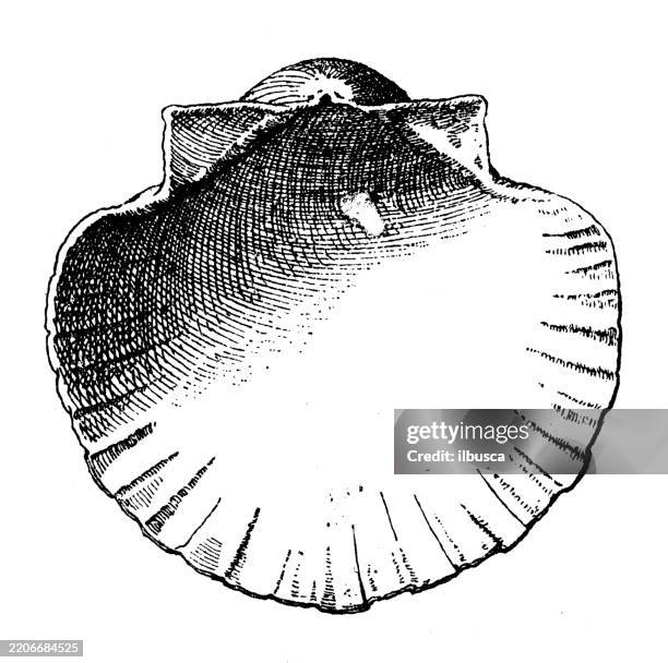scallop shell - animals and mythology ornament, decoration, design element - shell pattern stock illustrations