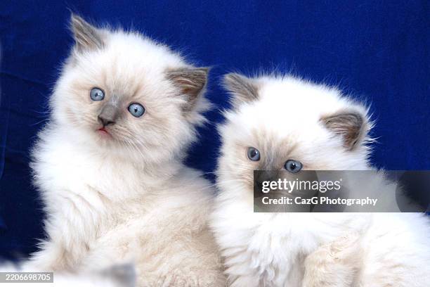 blue point ragdoll kittens 7 weeks old - two cats stock pictures, royalty-free photos & images