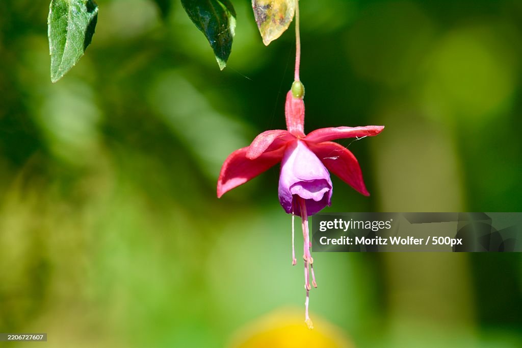Closeview of an red flower with green background at daylight in Germany,Germany