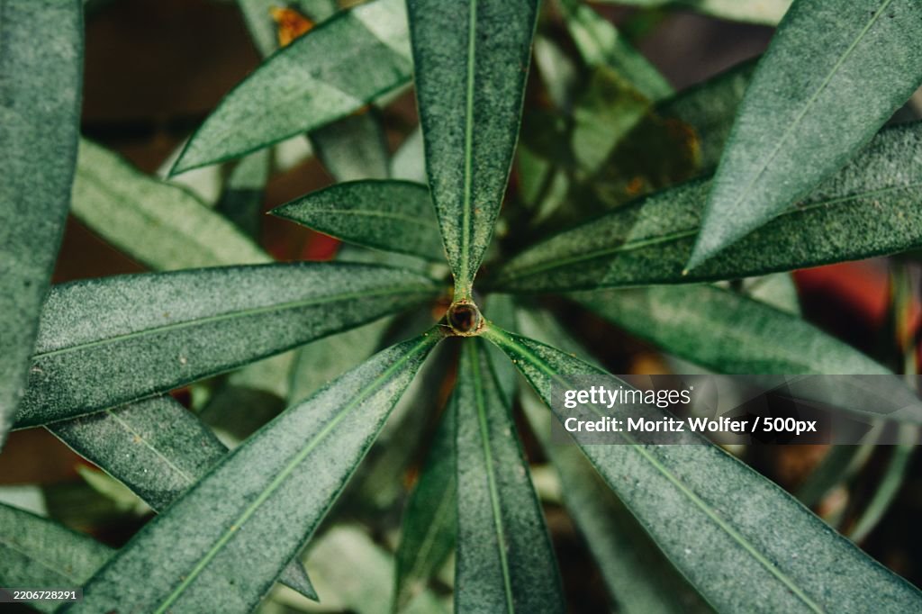 Close view of an symmetric green leaf,Germany