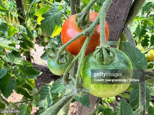 close-up of fruits growing on tree - unripe stock pictures, royalty-free photos & images