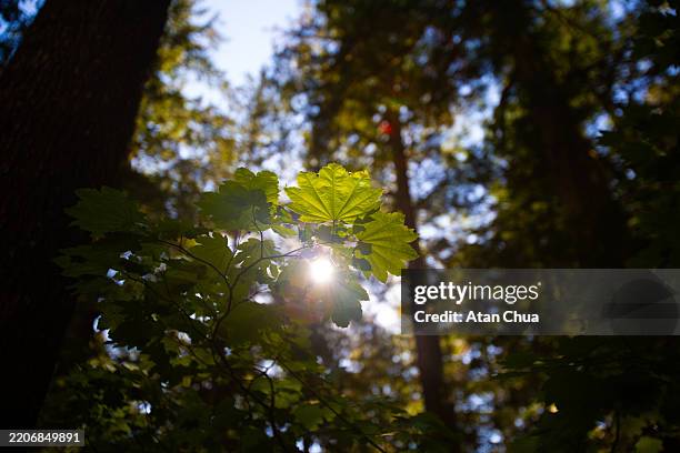sunlight through forest tree - pacific northwest region stock pictures, royalty-free photos & images