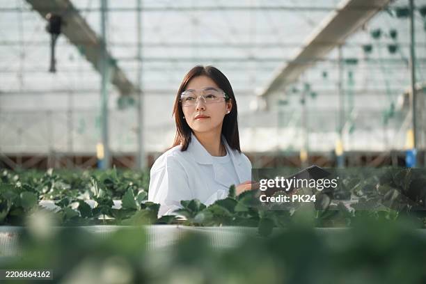 asian female scientist is using a digital tablet in the greenhouse - hydroponics stock pictures, royalty-free photos & images