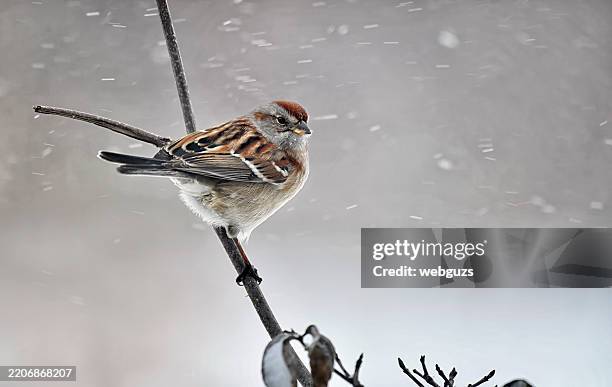 passero arboricolo americano appollaiato in una bufera di neve - passero foto e immagini stock