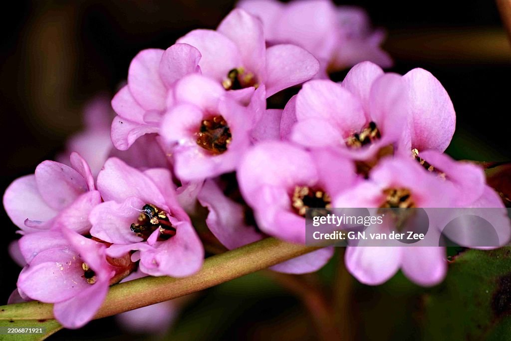 Bergenia cordifolia