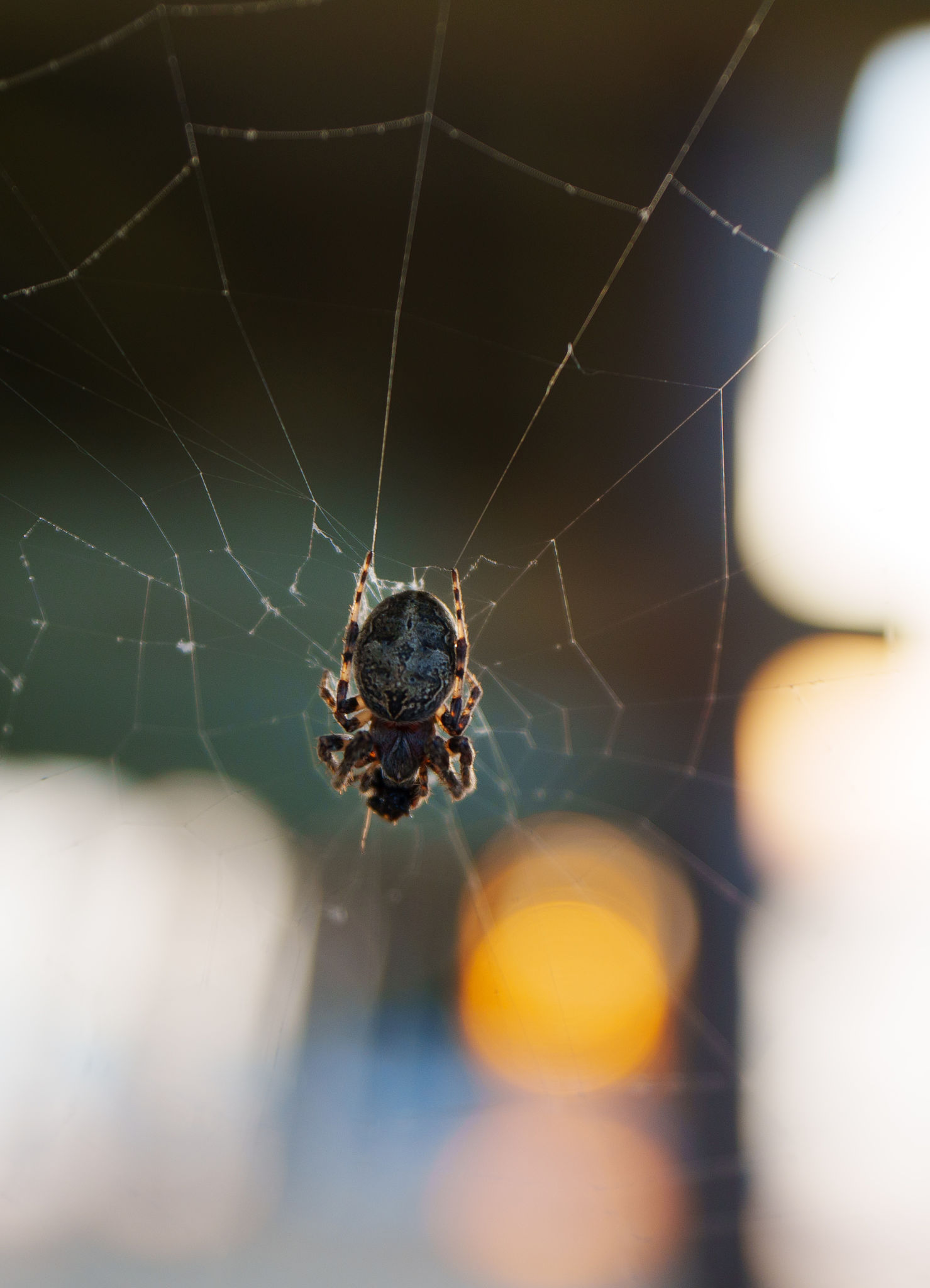 charlottes web