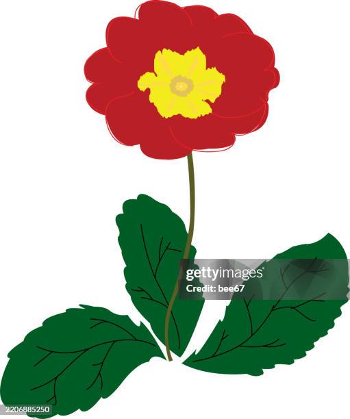 vector drawing wild flower, primula - primula veris stock illustrations