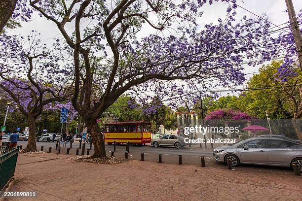 parque mexico during springtime, mexico city - mexico city landscape stock pictures, royalty-free photos & images