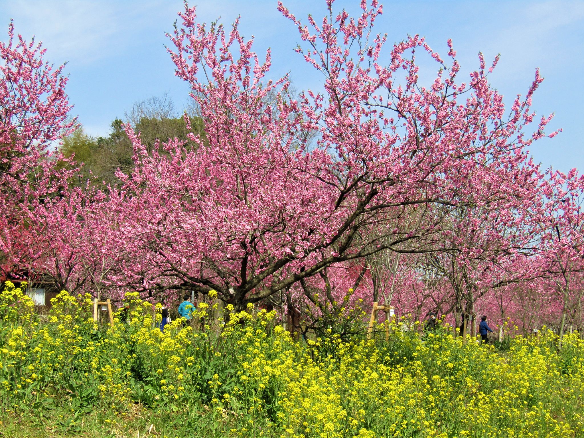 orchard painting