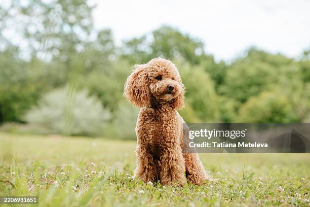 poodle strolling through the park on the grass, checking out a new location by scent - cane di razza foto e immagini stock