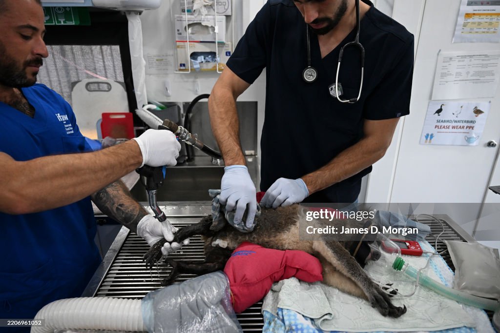 Koala given vet check after being found in floodwater after Cyclone Alfred, Australia