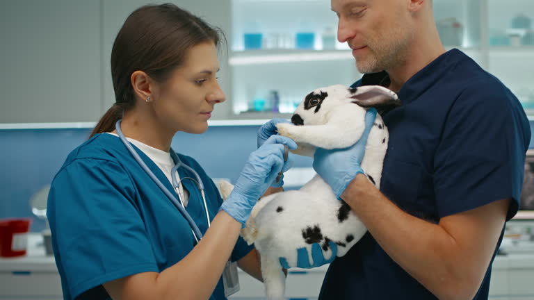 Dr Rabbbit 82 Dr Rabbit Stock Videos, Footage, & 4K Video Clips - Getty Images