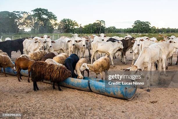 cattle and sheep drinking water from a trough in a rural - mamífero ungulado fotografías e imágenes de stock