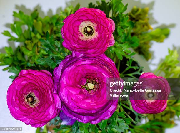 Deep Indigo Ranunculus 1,984 Pink Passion Flower Stock Photos, High-Res Pictures, and Images ...