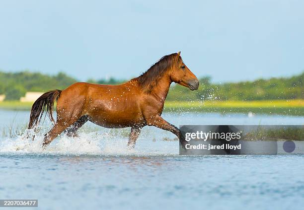 wild horse running through saltmarsh waters on north carolina’s outer banks - salt marsh stock pictures, royalty-free photos & images