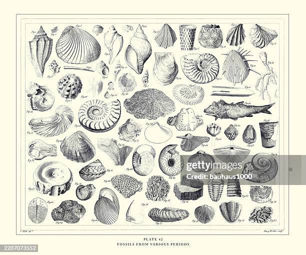 illustrations, cliparts, dessins animés et icônes de fossils from various periods engraving antique illustration, published 1851 - crustacé