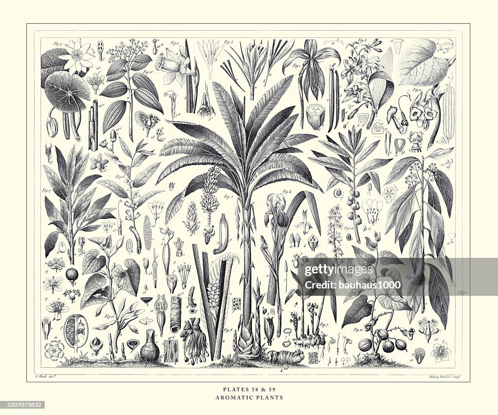 Aromatic Plants Engraving Antique Illustration, Published 1851