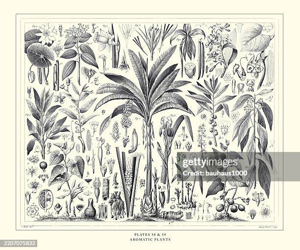 aromatic plants engraving antique illustration, published 1851 - witchhazel stock illustrations