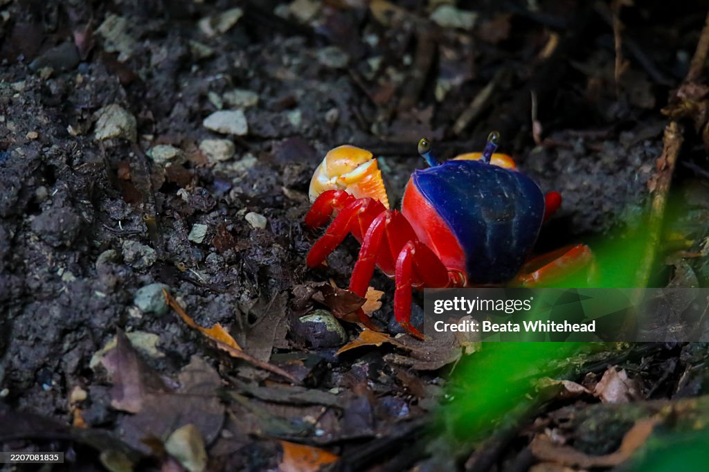 Tropical Land Crab on the Forest Floor, Costa Rica