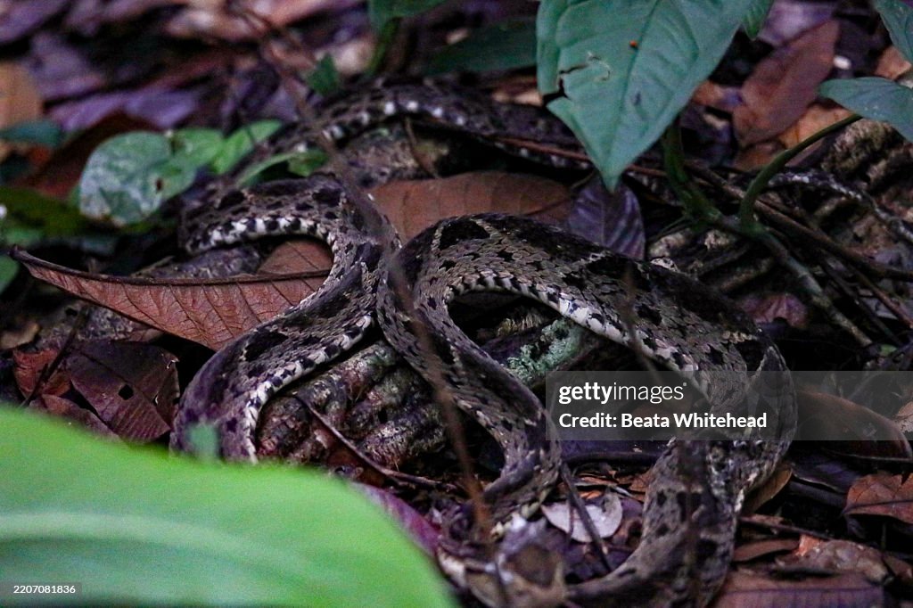 Venomous Snake Hidden in Leaf Litter, Costa Rica