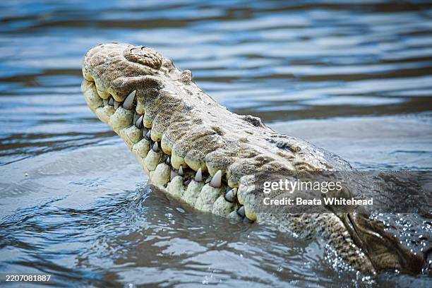 nile crocodile in water, costa rica - amphibian stock pictures, royalty-free photos & images