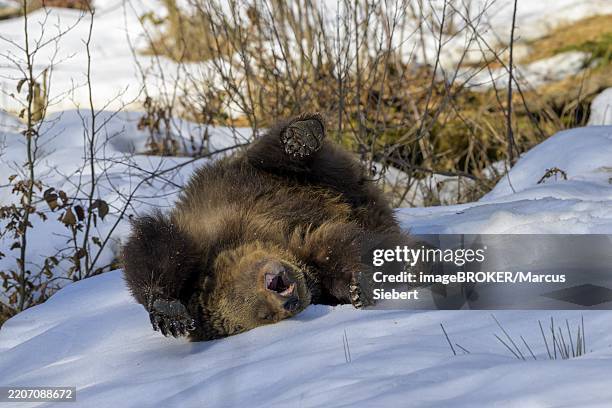 a brown bear (ursus arctos) lies relaxed in the snow and seems to be enjoying its hibernation, captive, bavaria, germany, europe - hibernation stock pictures, royalty-free photos & images