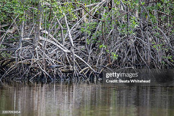Tangles Prop Roots 561 Tangled Roots Stock Photos, High-Res Pictures, and Images - Getty ...
