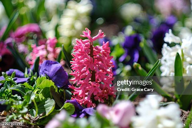 pink hyacinth - hyacinth stock pictures, royalty-free photos & images